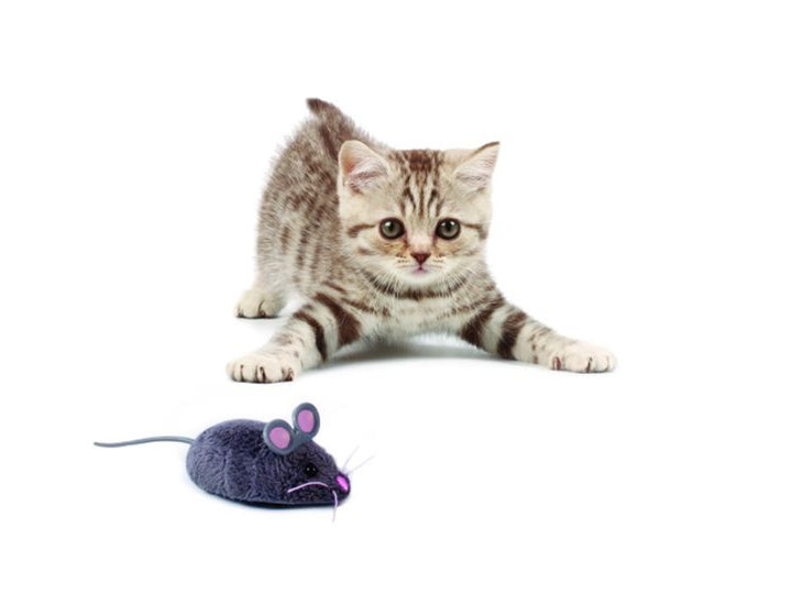 Spielzeug für Katze Hexbug Cat Toy Mix bewegliche Maus